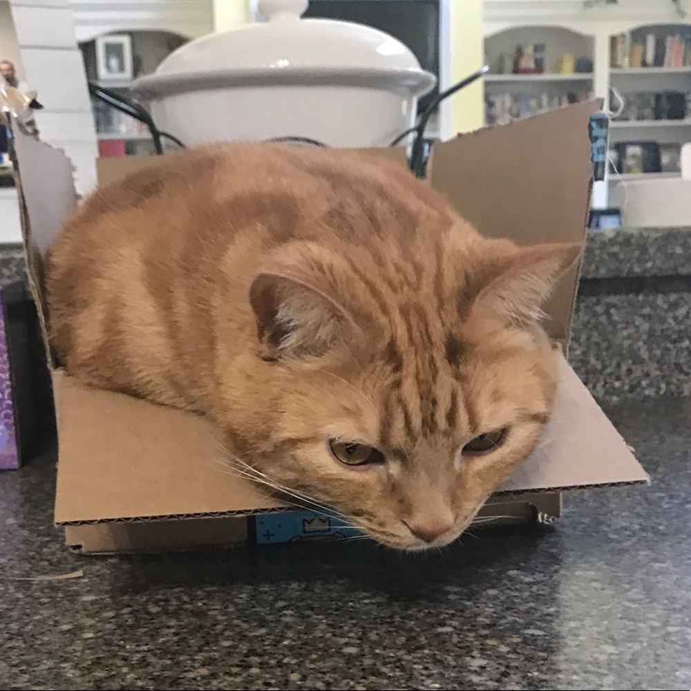 Meet your Posher, Heidi